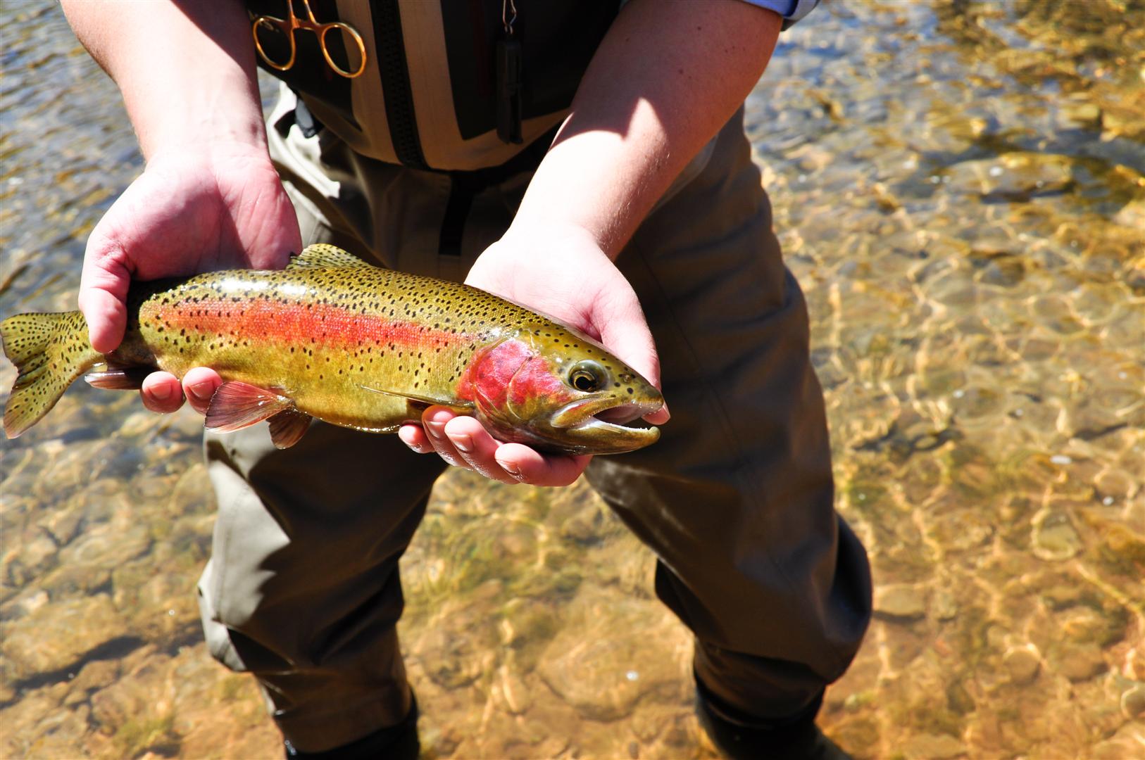 Fly Fishing Marble Canyon: A Guide to Arizona's Lee's Ferry