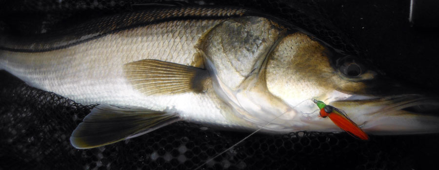 A Different Way to Fly Fish Florida: Snook fishing on the Myakka River