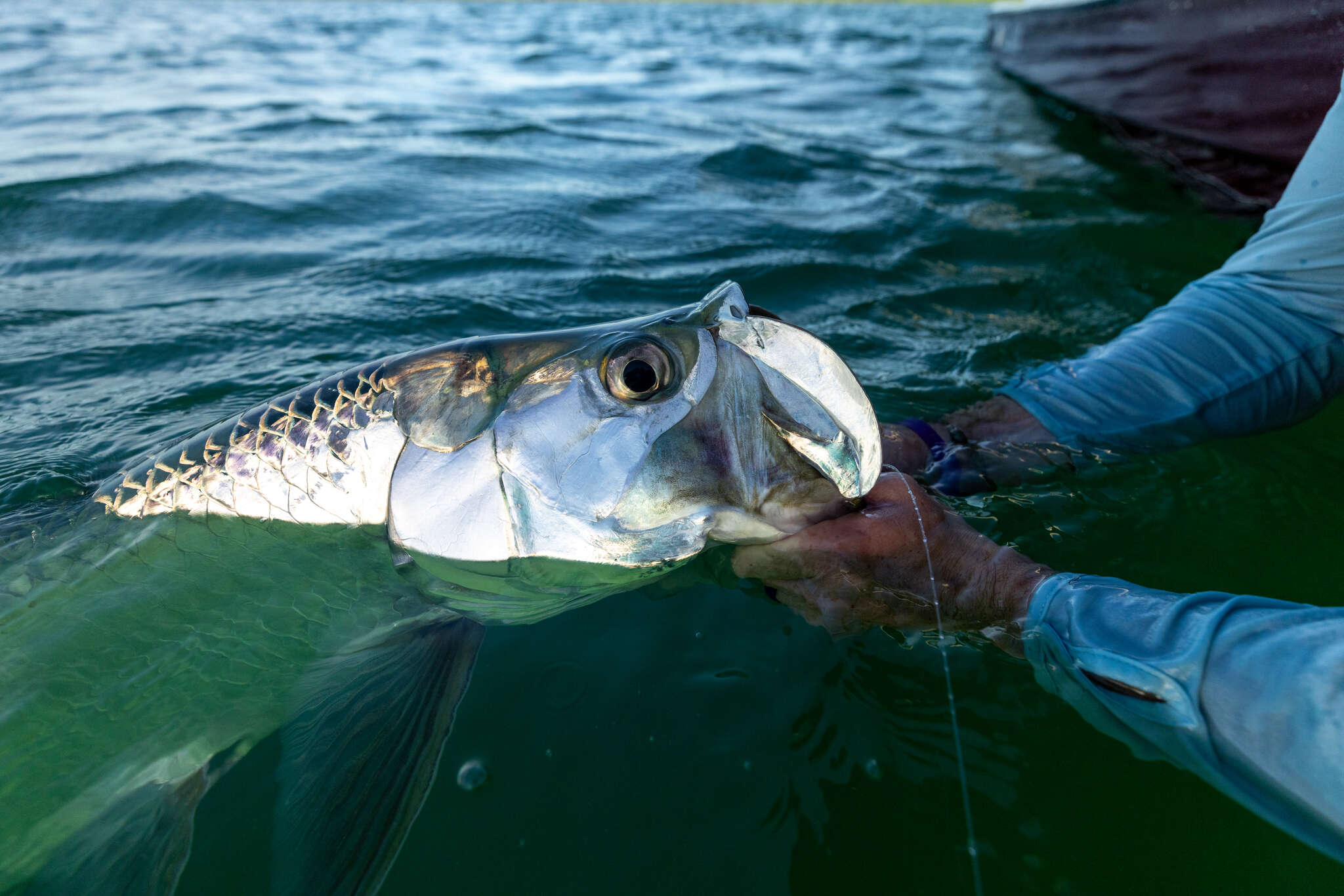 10 vs 11 vs 12 Weight: How to Choose the Best Fly Rod for Tarpon