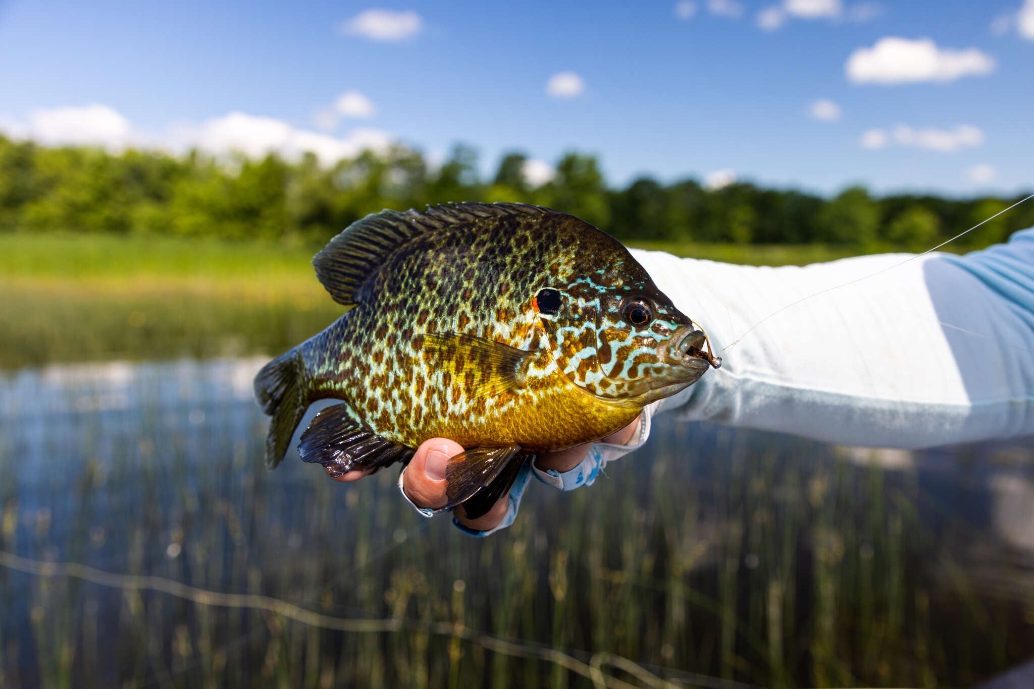 best size freshwater fishing pole panfish trout panfish bass Series St. Croix Rod level rod worthy of a true panfish specialist 13 Fishing - Omen Panfish