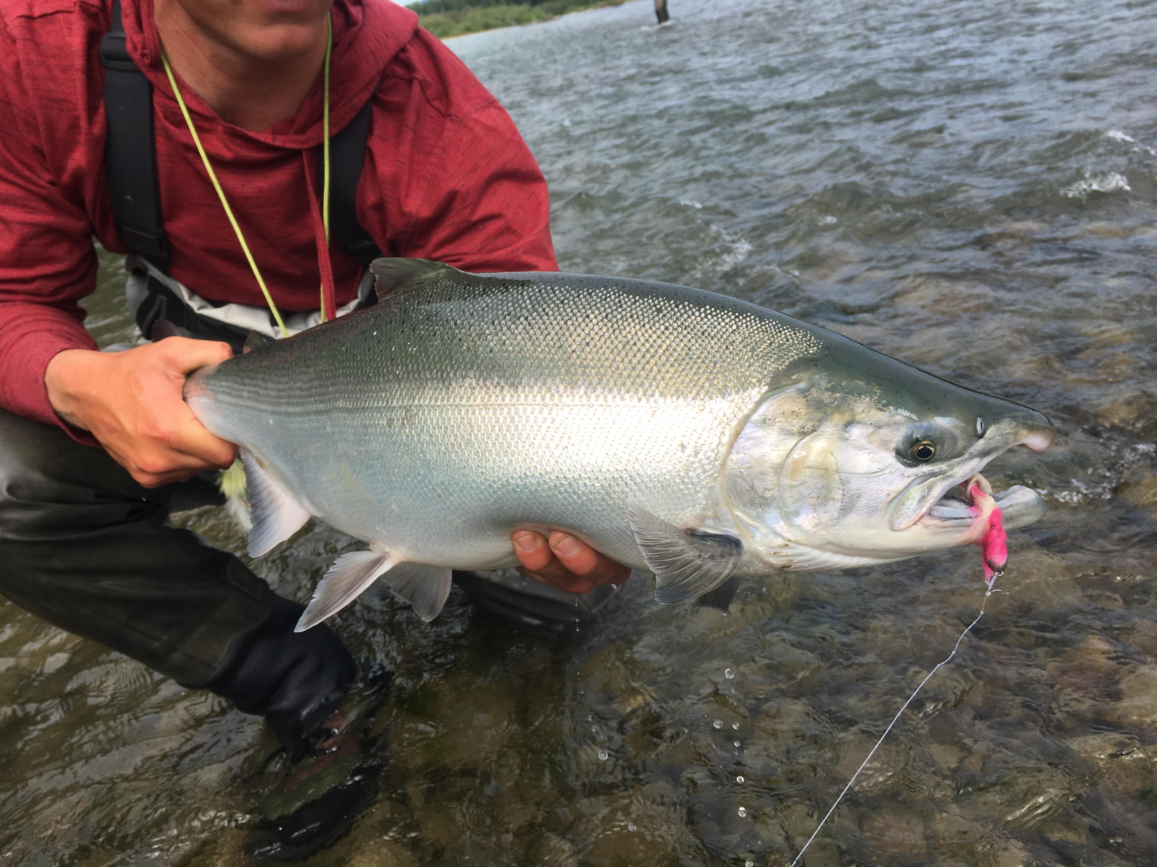 best fly rod for sockeye fishing in washington Custom | Prolite 9'6" Salmon Travel Rod and available in spinning or fly builds.. Fly Fishing Report: June 2026