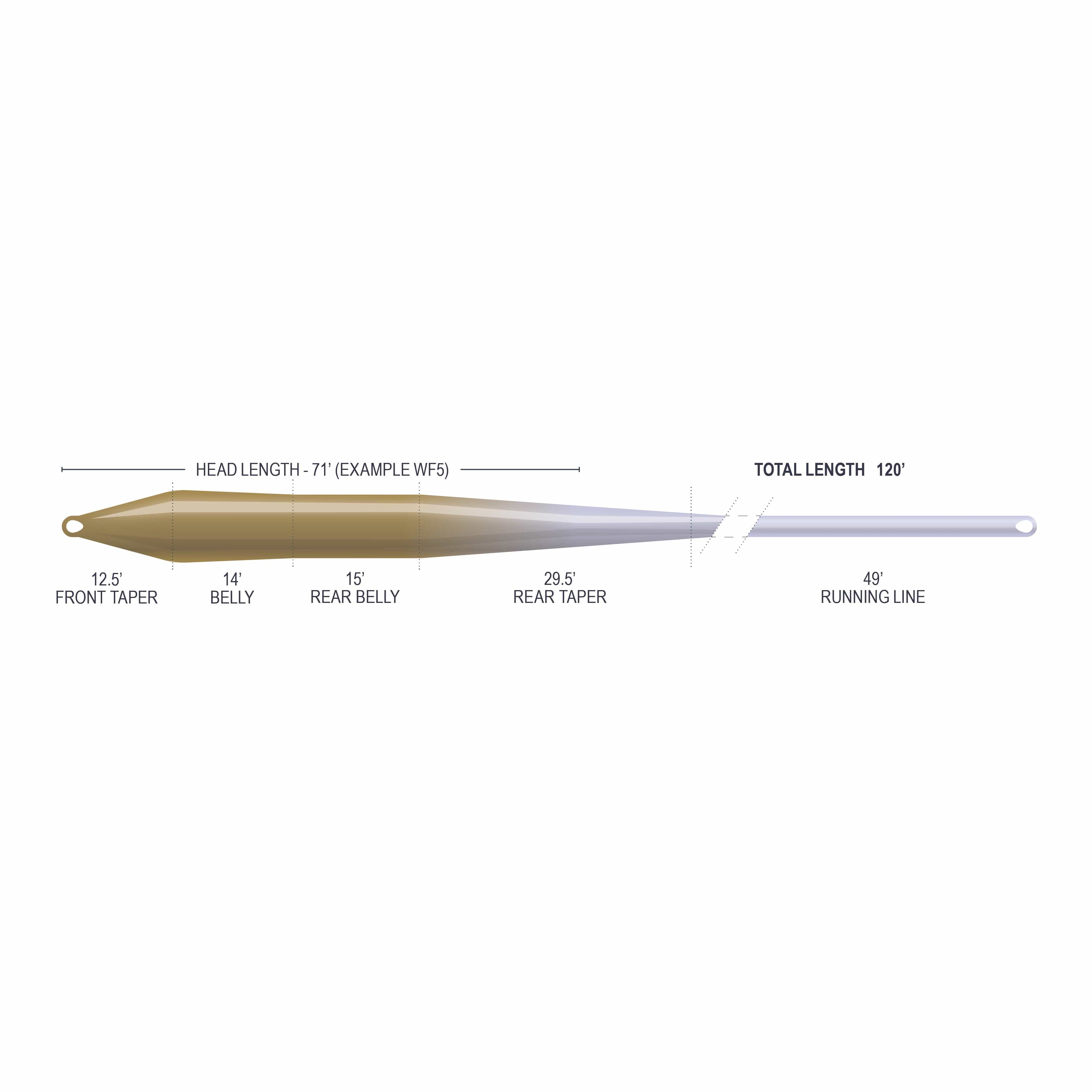 Airflo Superflo Max Ridge 2.0 tapered trout fly line diagram in gold-to-gray gradient showing head, belly and running line