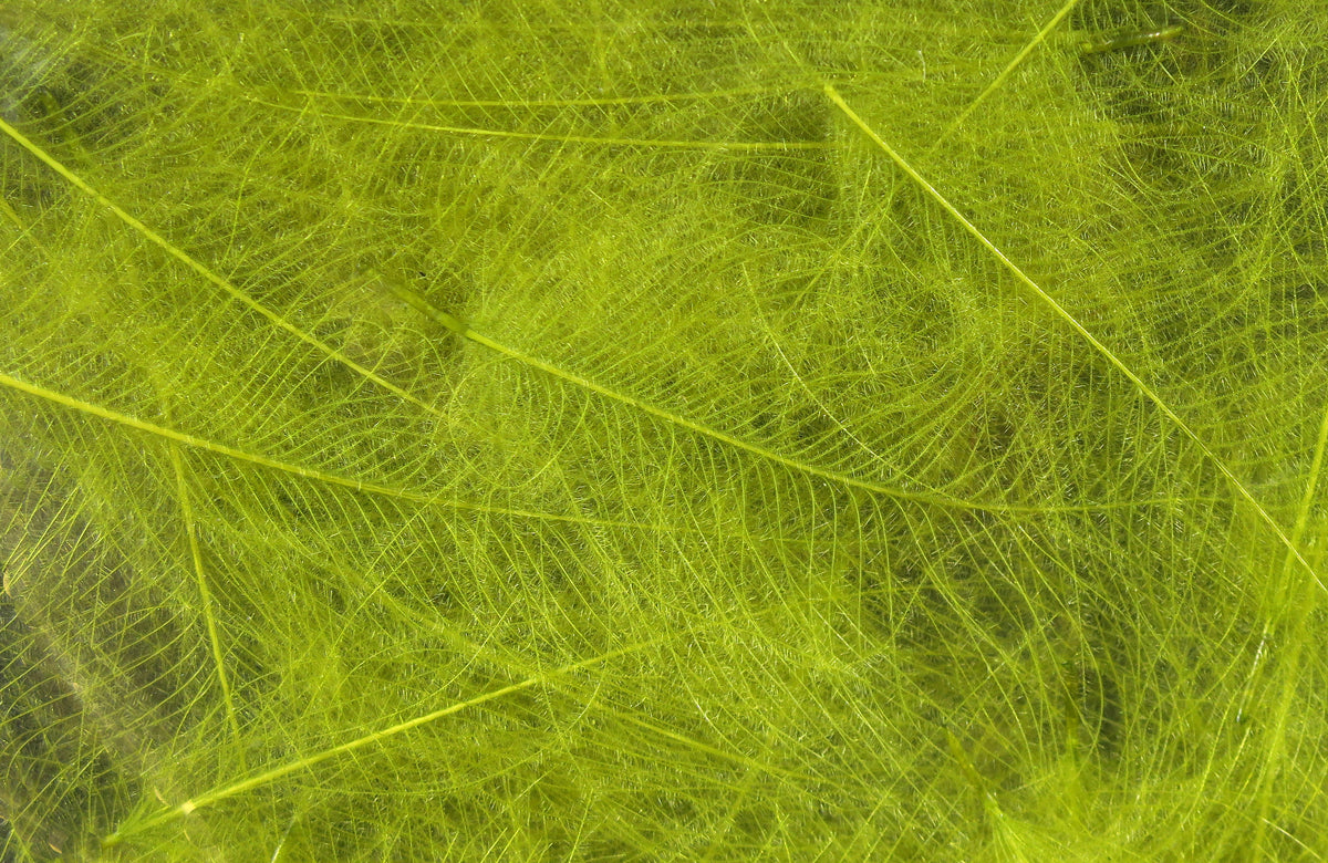 Hareline Cul De Canard CDC Feathers