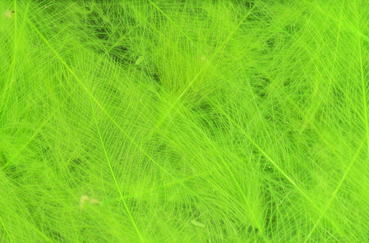 Hareline Cul De Canard CDC Feathers