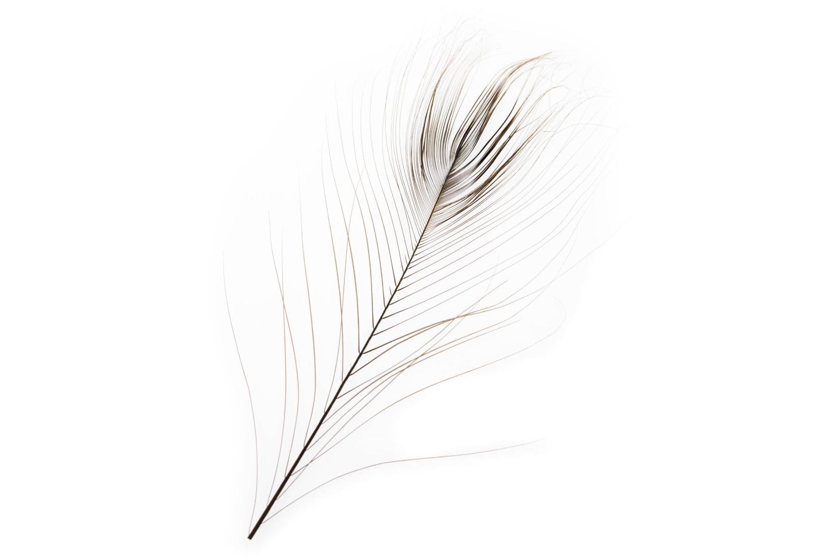 D's Flyes Stripped Peacock Eye