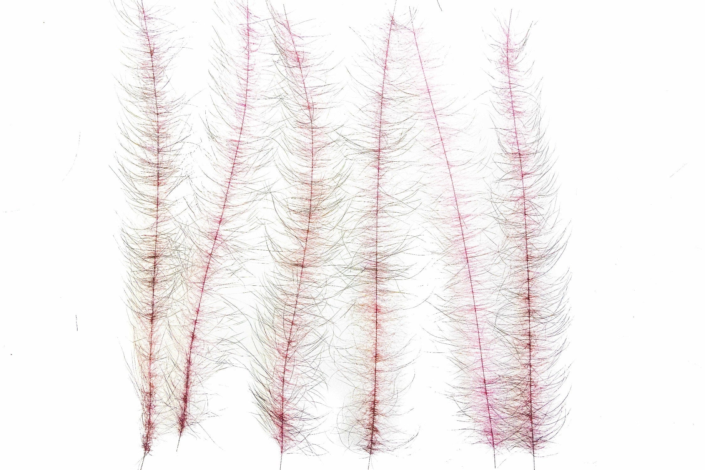 Enrico Puglisi Foxy Brush