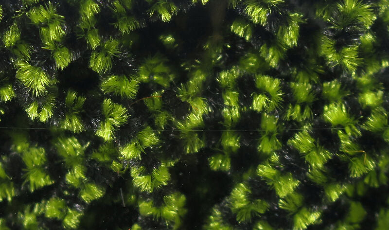 Fly Fish Food Stonefly Chenille