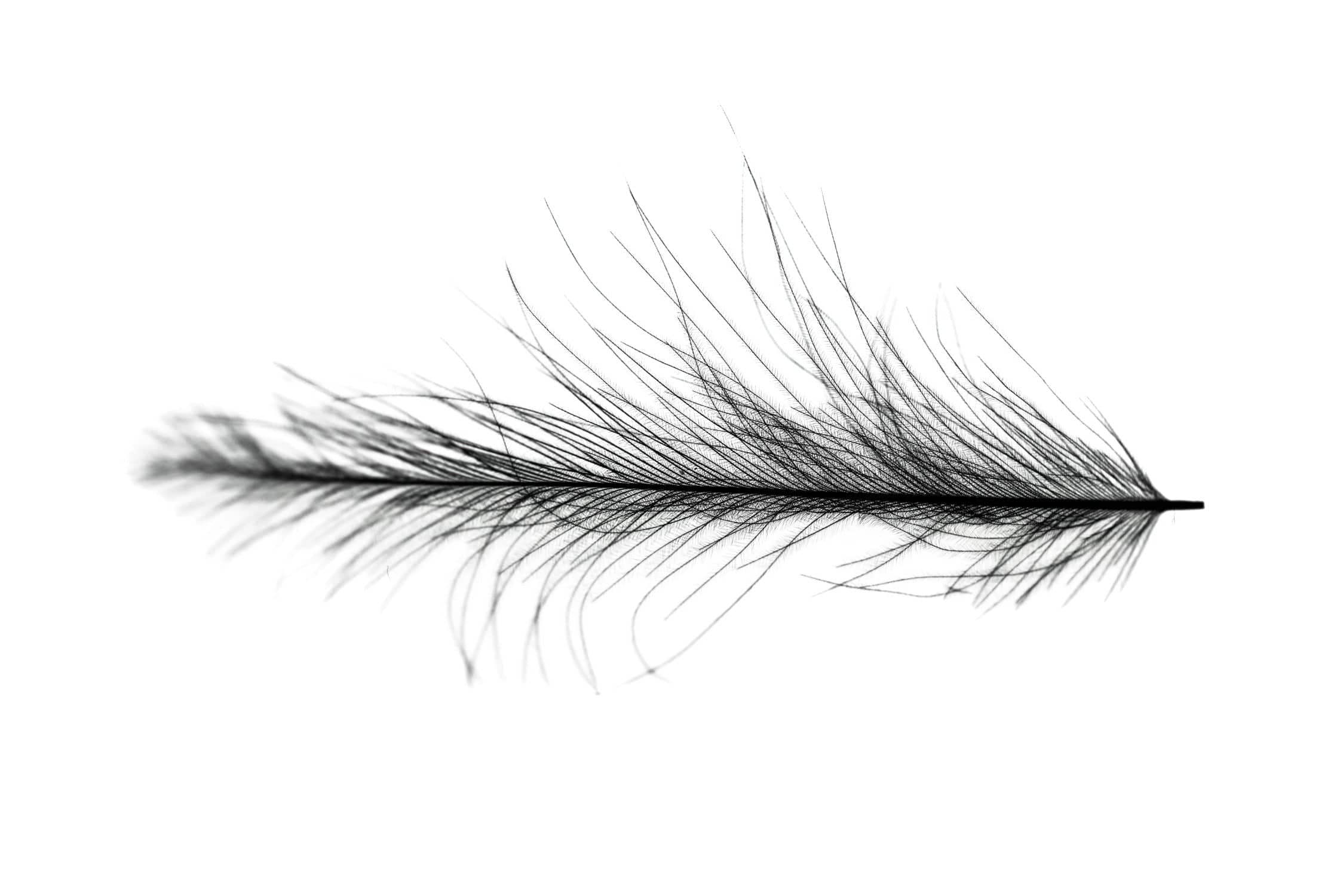 Hareline Cul De Canard CDC Feathers