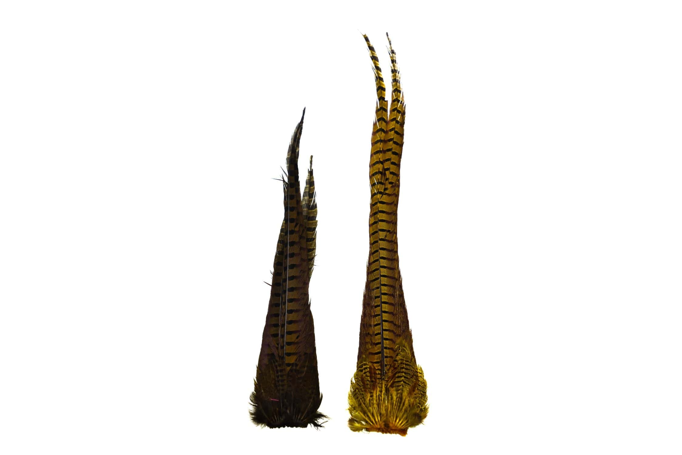 Hareline Dyed Ringneck Pheasant Tail Clump