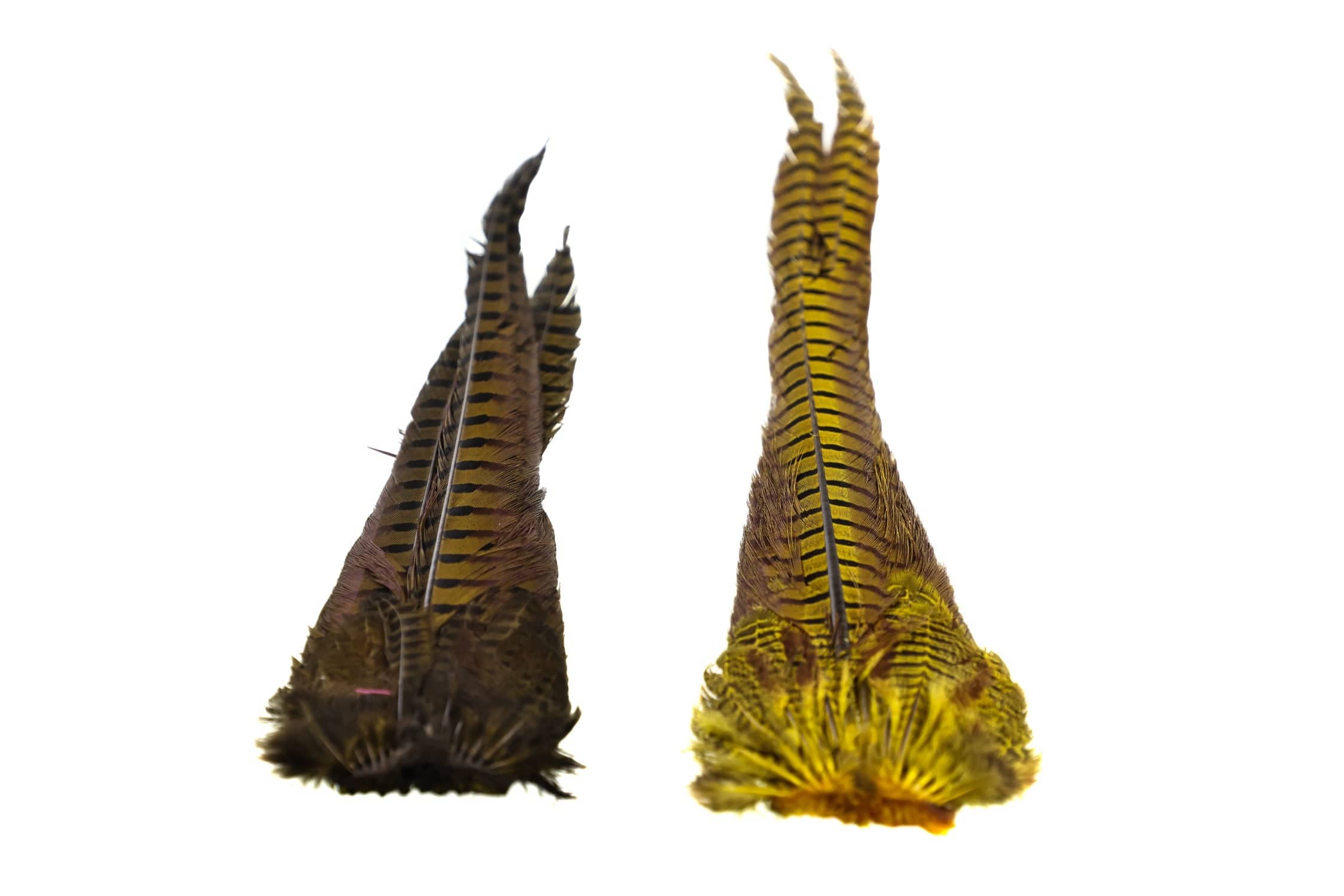 Hareline Dyed Ringneck Pheasant Tail Clump