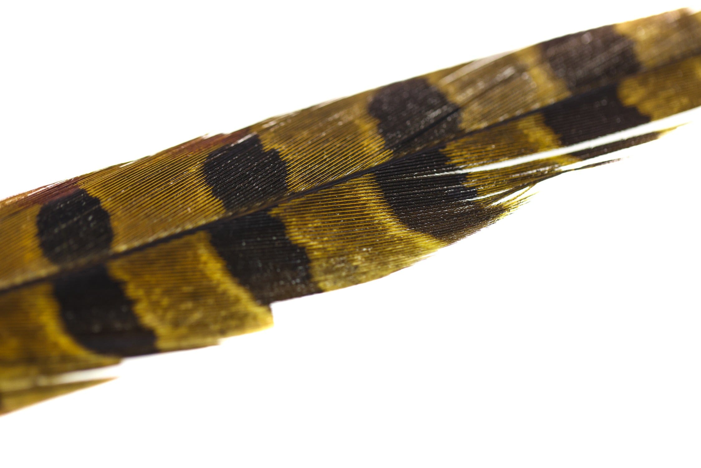 Hareline Dyed Ringneck Pheasant Tail Clump