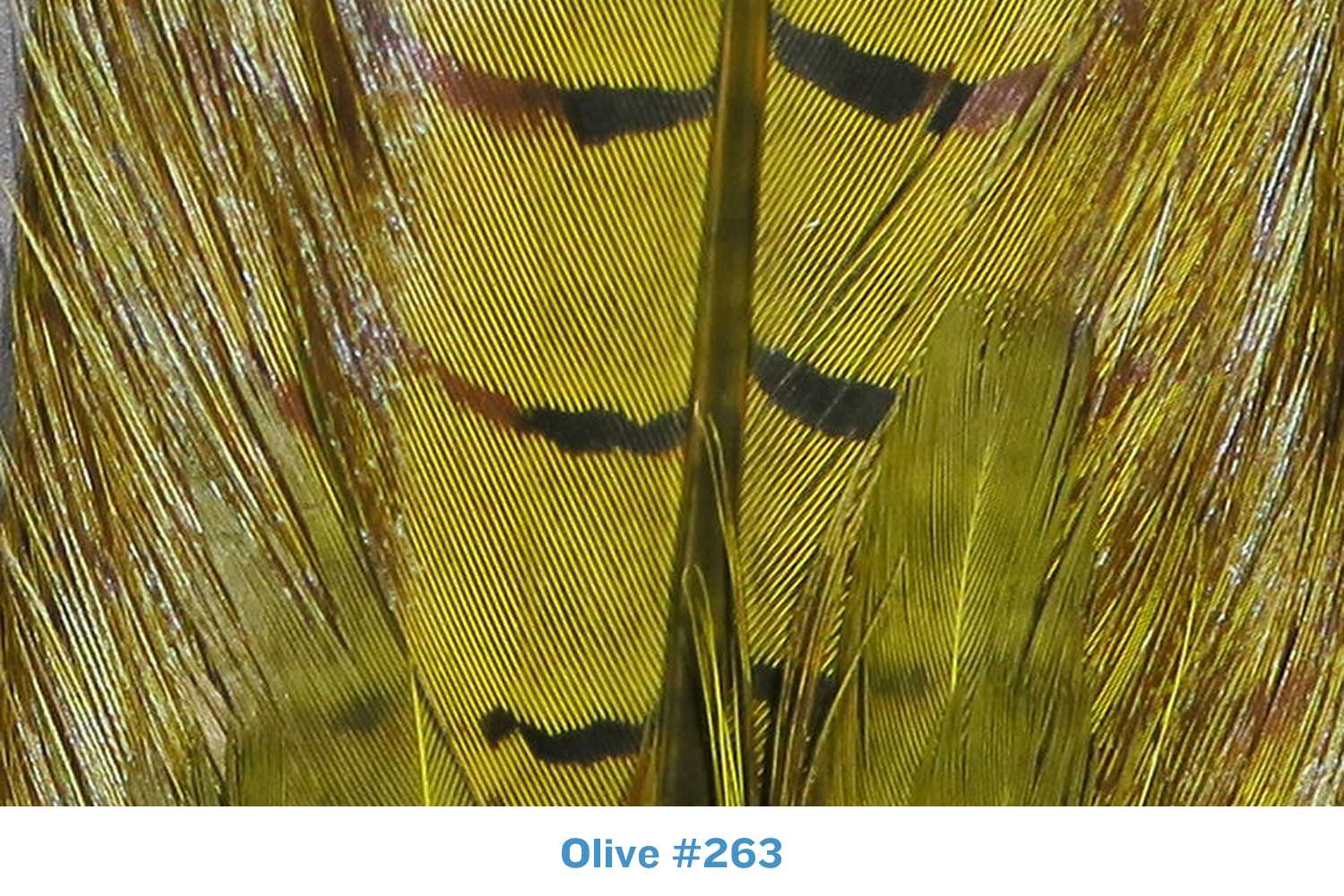 Hareline Dyed Ringneck Pheasant Tail Clump