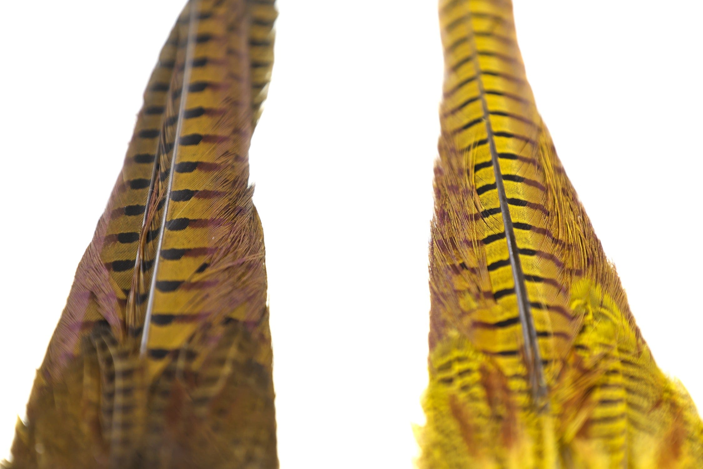 Hareline Dyed Ringneck Pheasant Tail Clump
