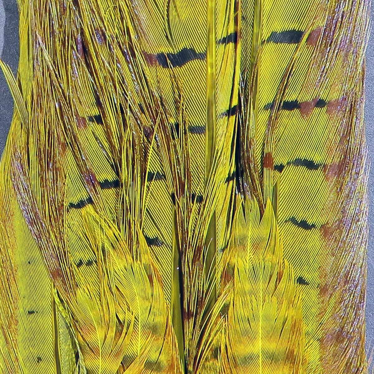 Bright yellow dyed ringneck pheasant tail clump with black barring and long slender fly tying feathers