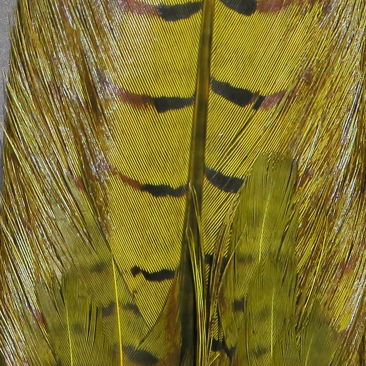 Hareline dyed ringneck pheasant tail clump, golden olive feathers with black barring and glossy long fibers for fly tying