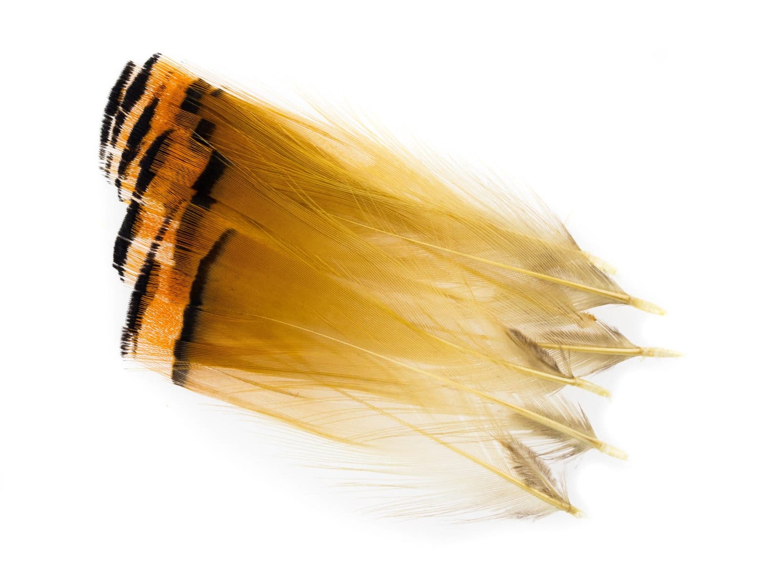 Hareline Golden Pheasant Tippets