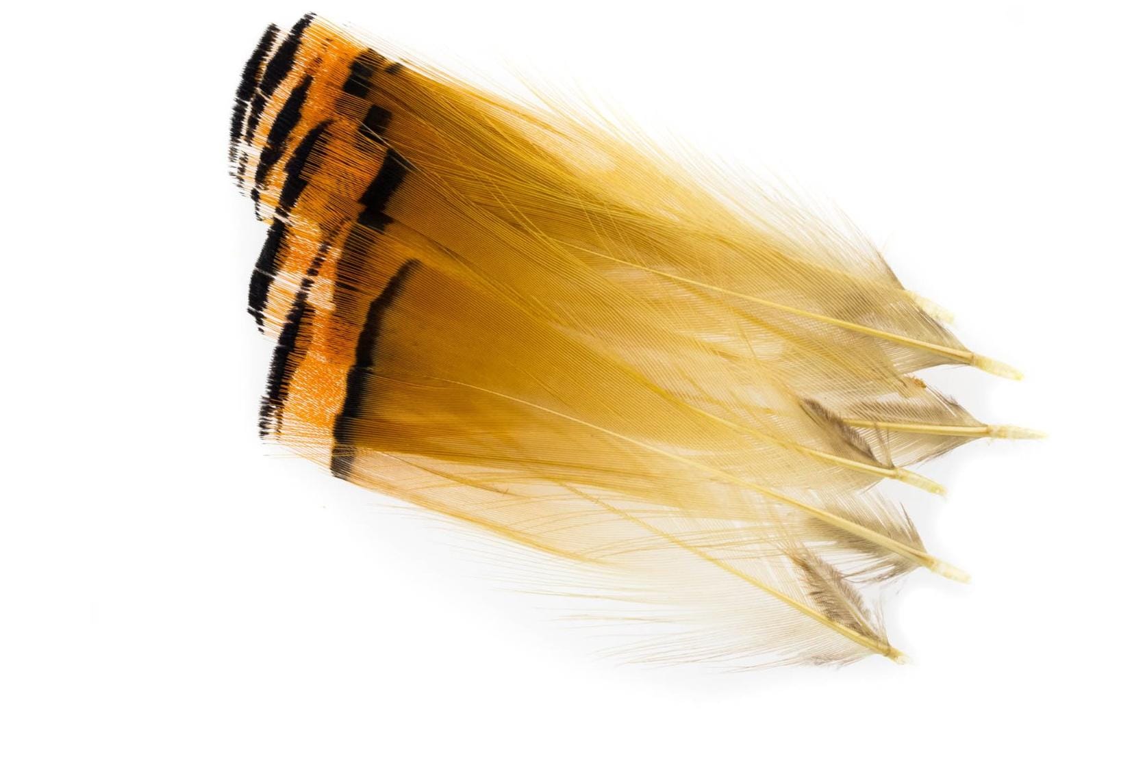 Hareline Golden Pheasant Tippets