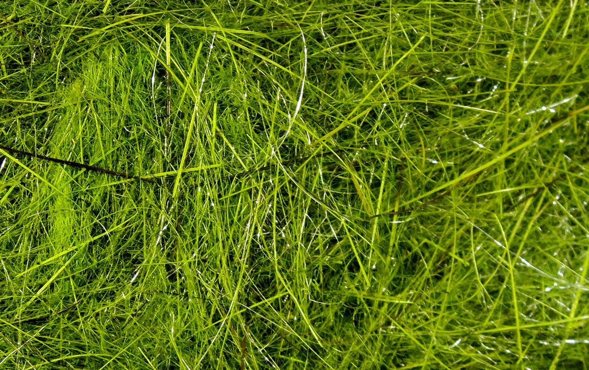 Olive green Hare's Ear Plus dubbin fibers with fine hair-like strands and light flash for fly tying