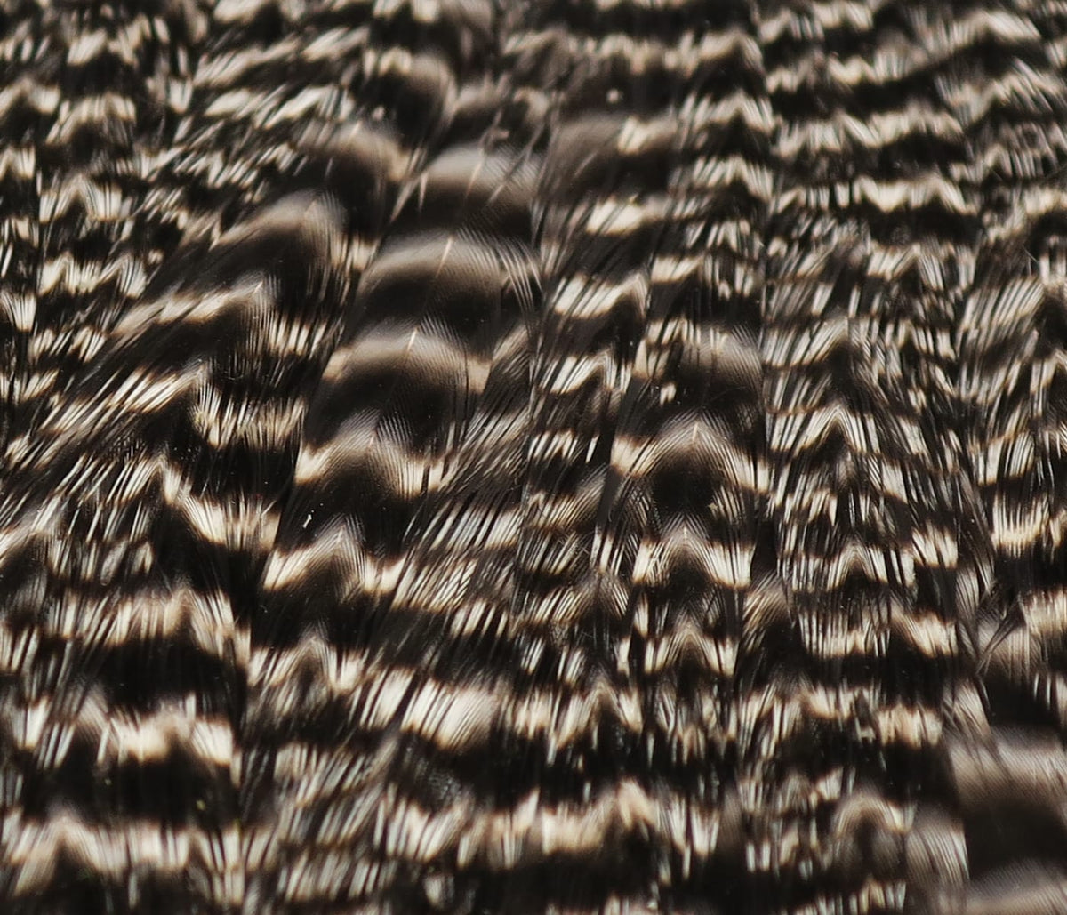 Hareline hen cape feathers, close-up brown and cream barred glossy feathers with layered texture for fly tying