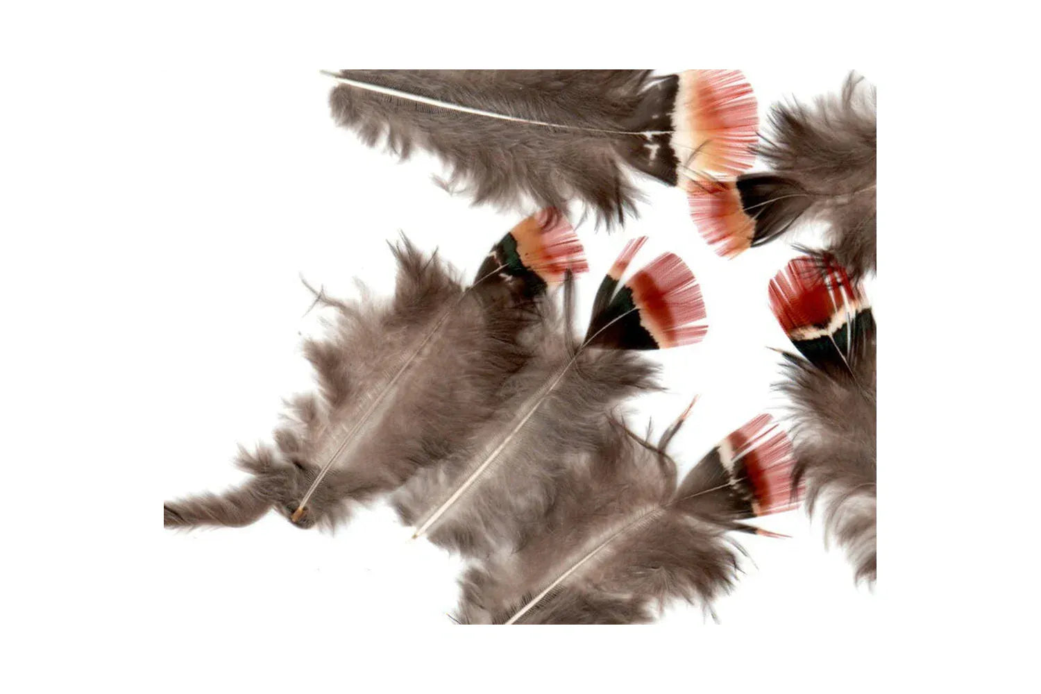 Hareline Lady Amherst Body Plumage