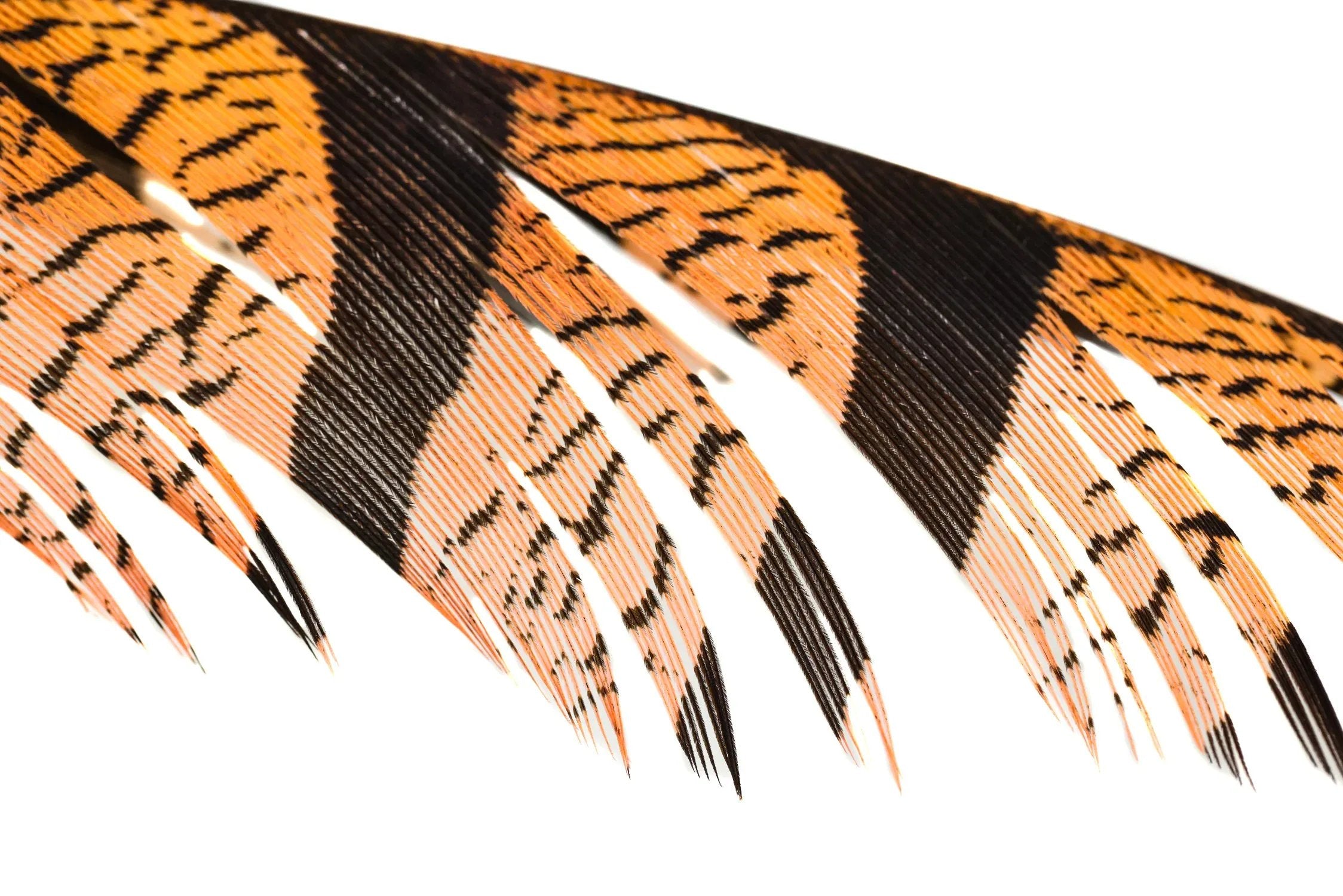 Orange and black barred Lady Amherst center-tail feathers with narrow glossy stripes, ideal for fly tying