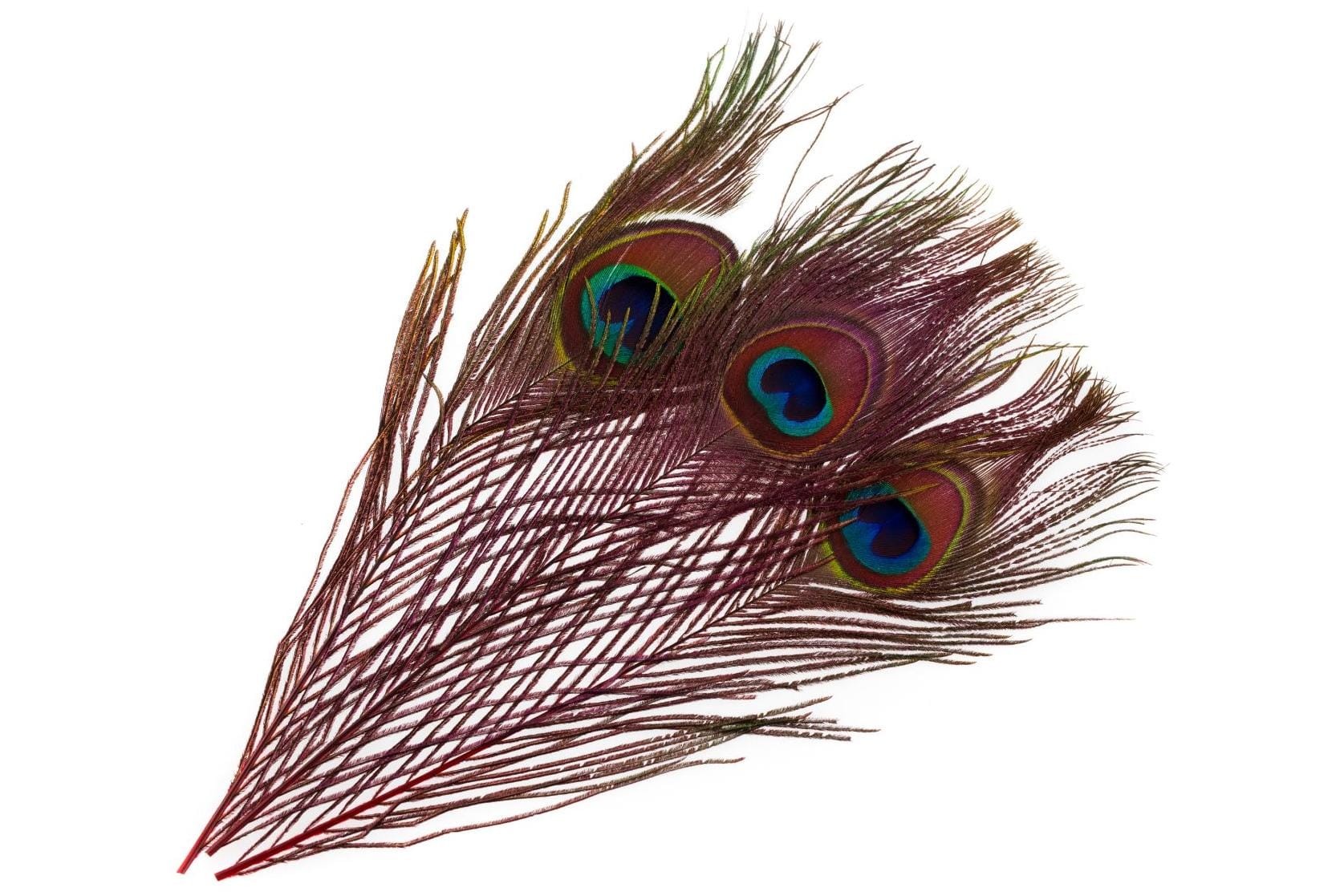 Hareline Peacock Eyed Sticks