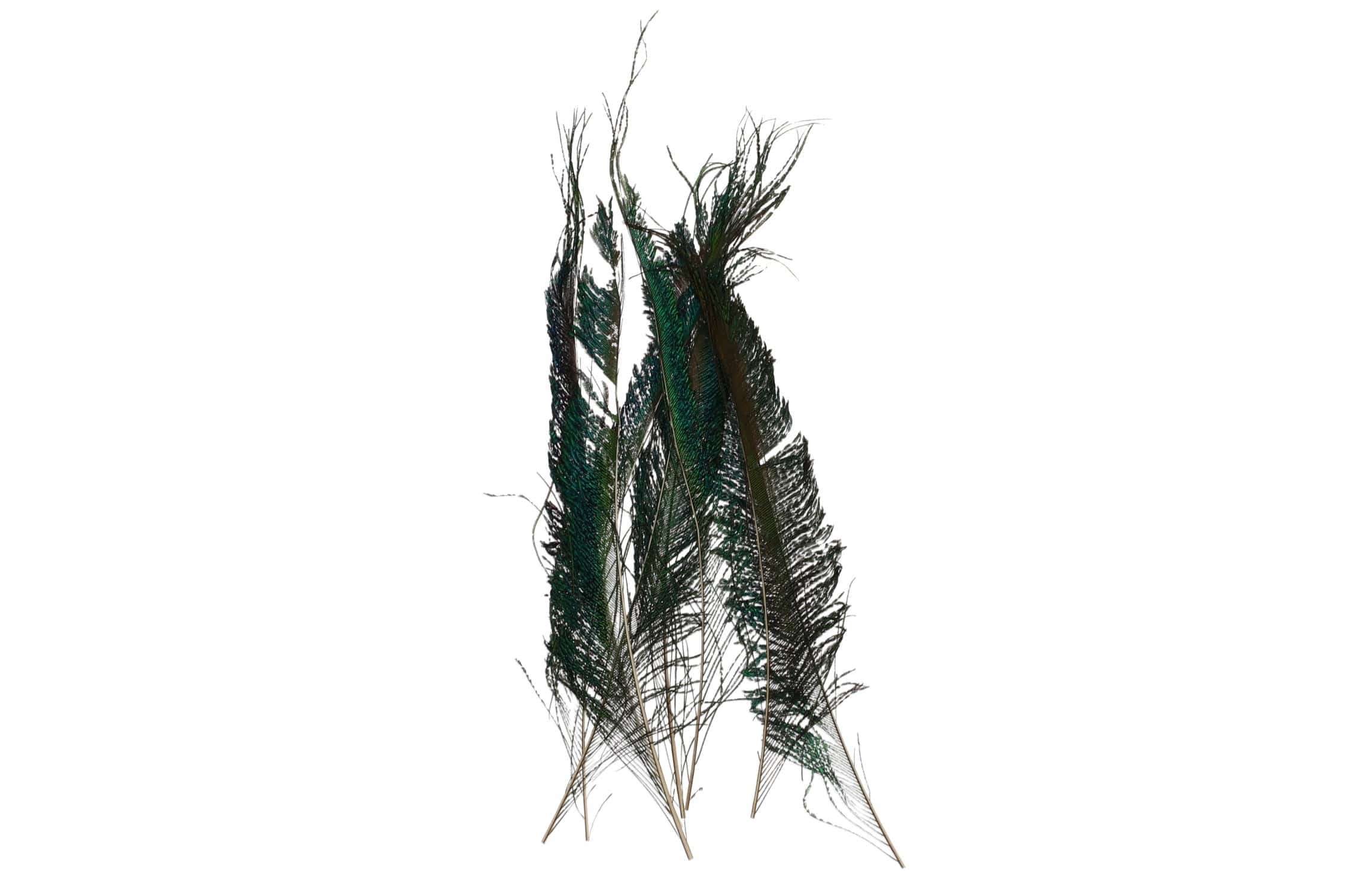 Hareline Peacock Sword Feathers