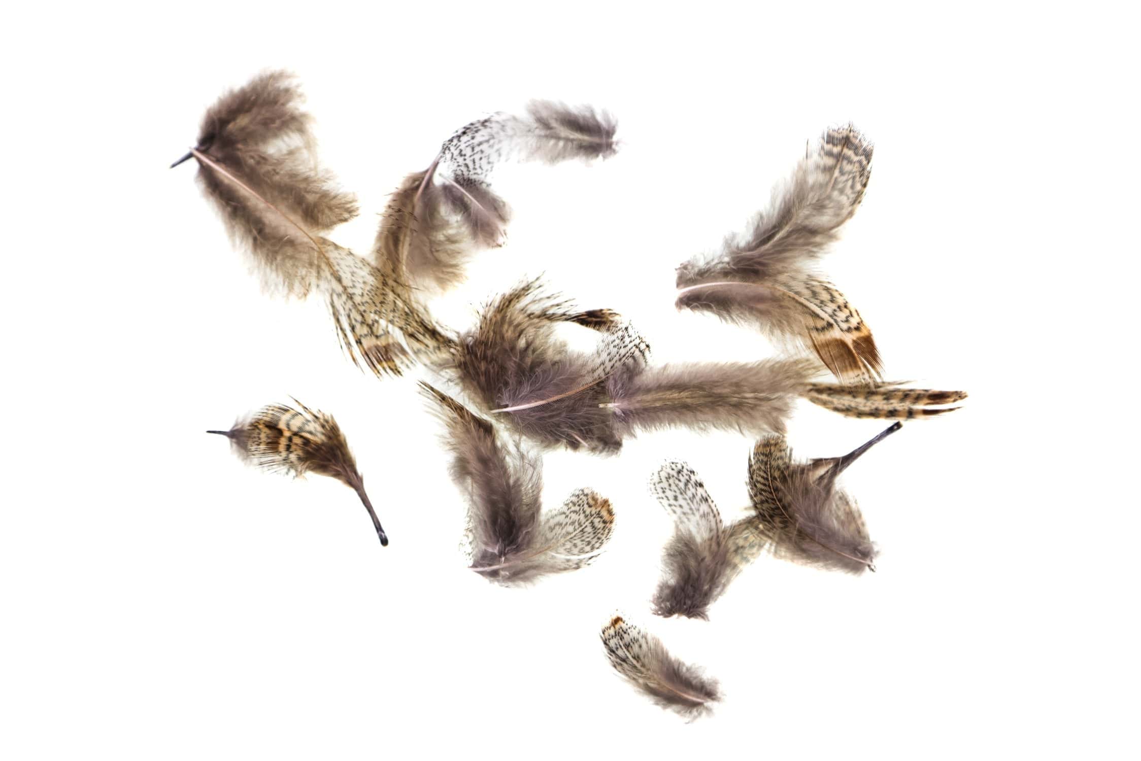 Hareline Premium Hungarian Partridge Feathers Trident Fly Fishing