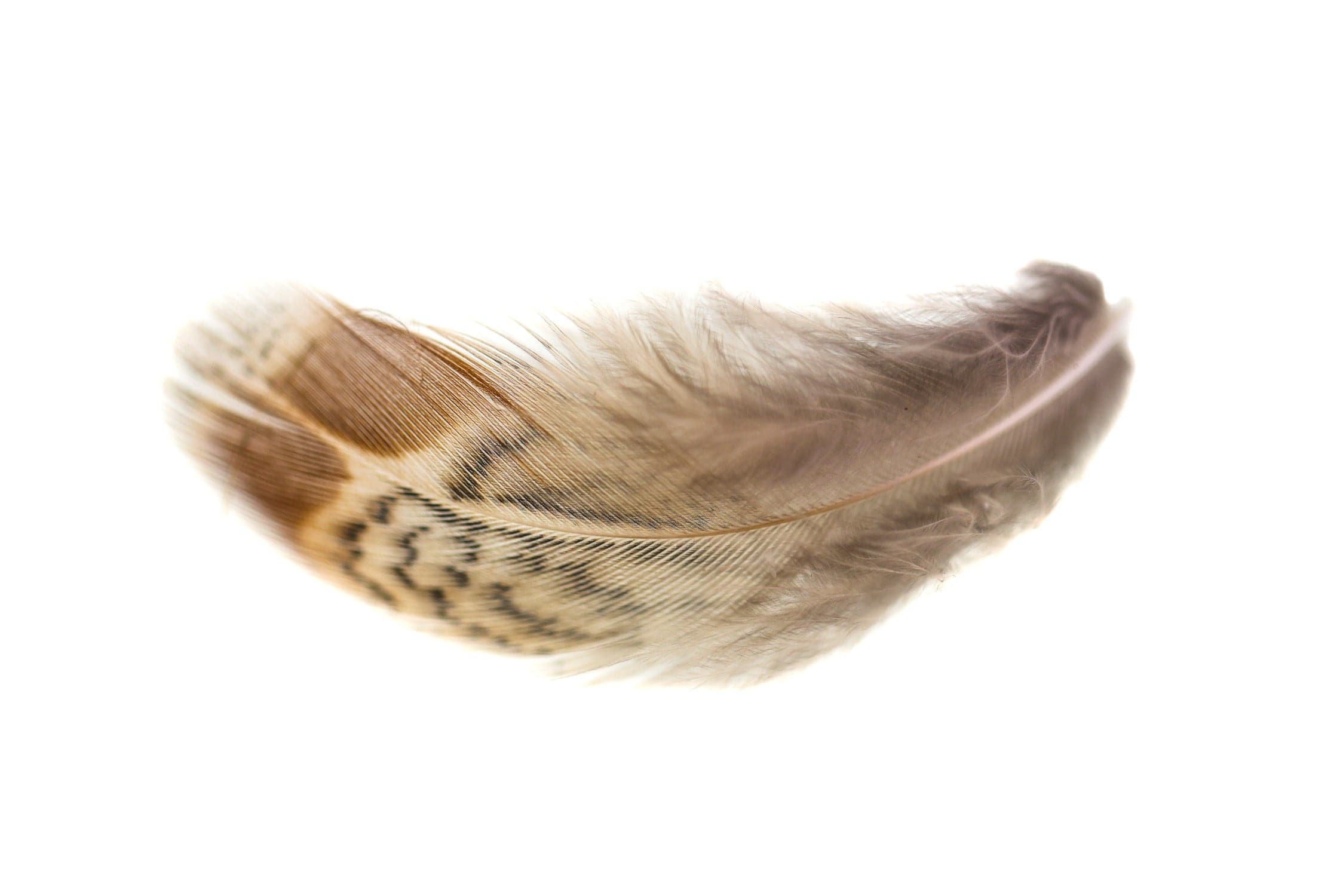 Hareline Premium Hungarian Partridge Feathers