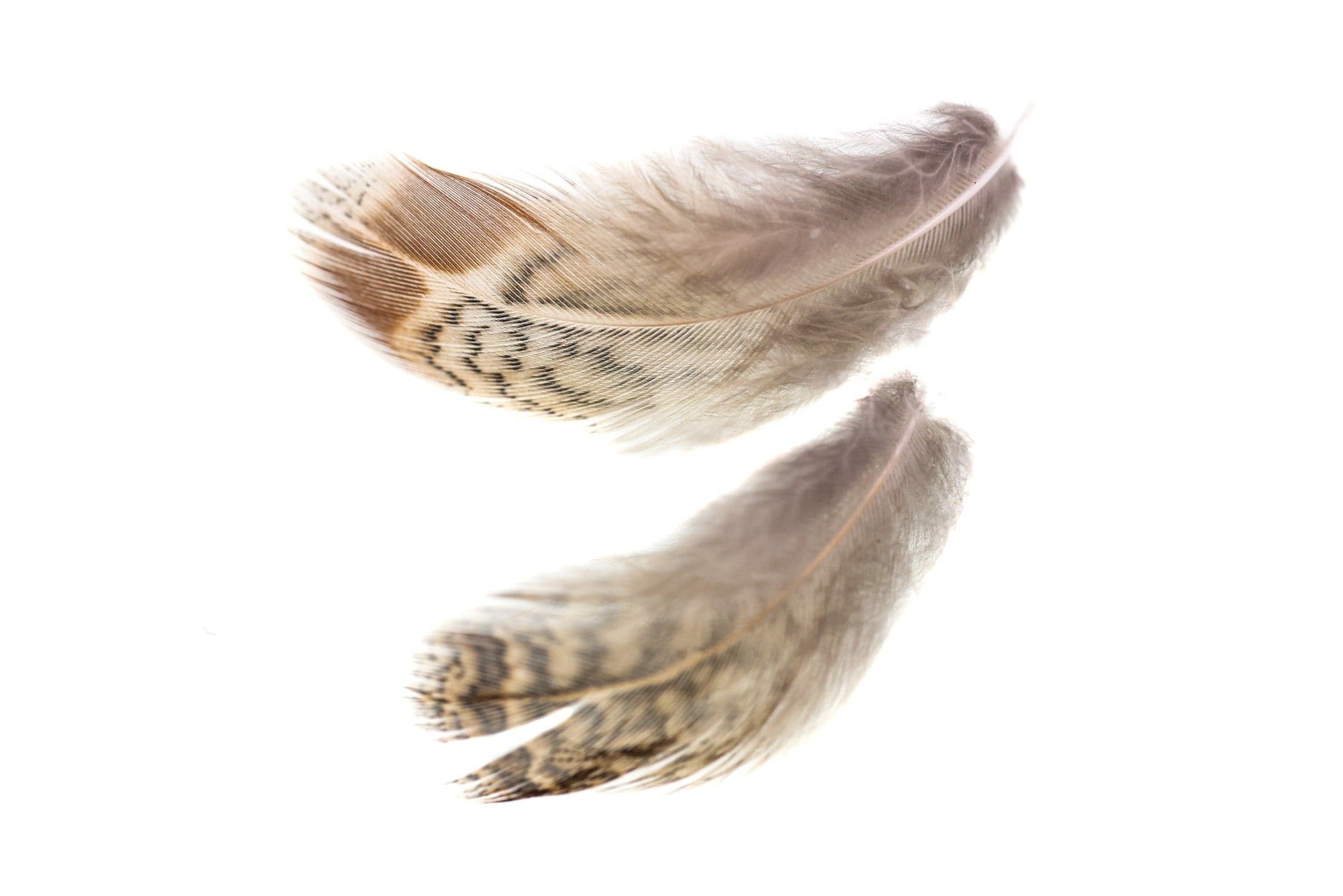 Hareline Premium Hungarian Partridge Feathers