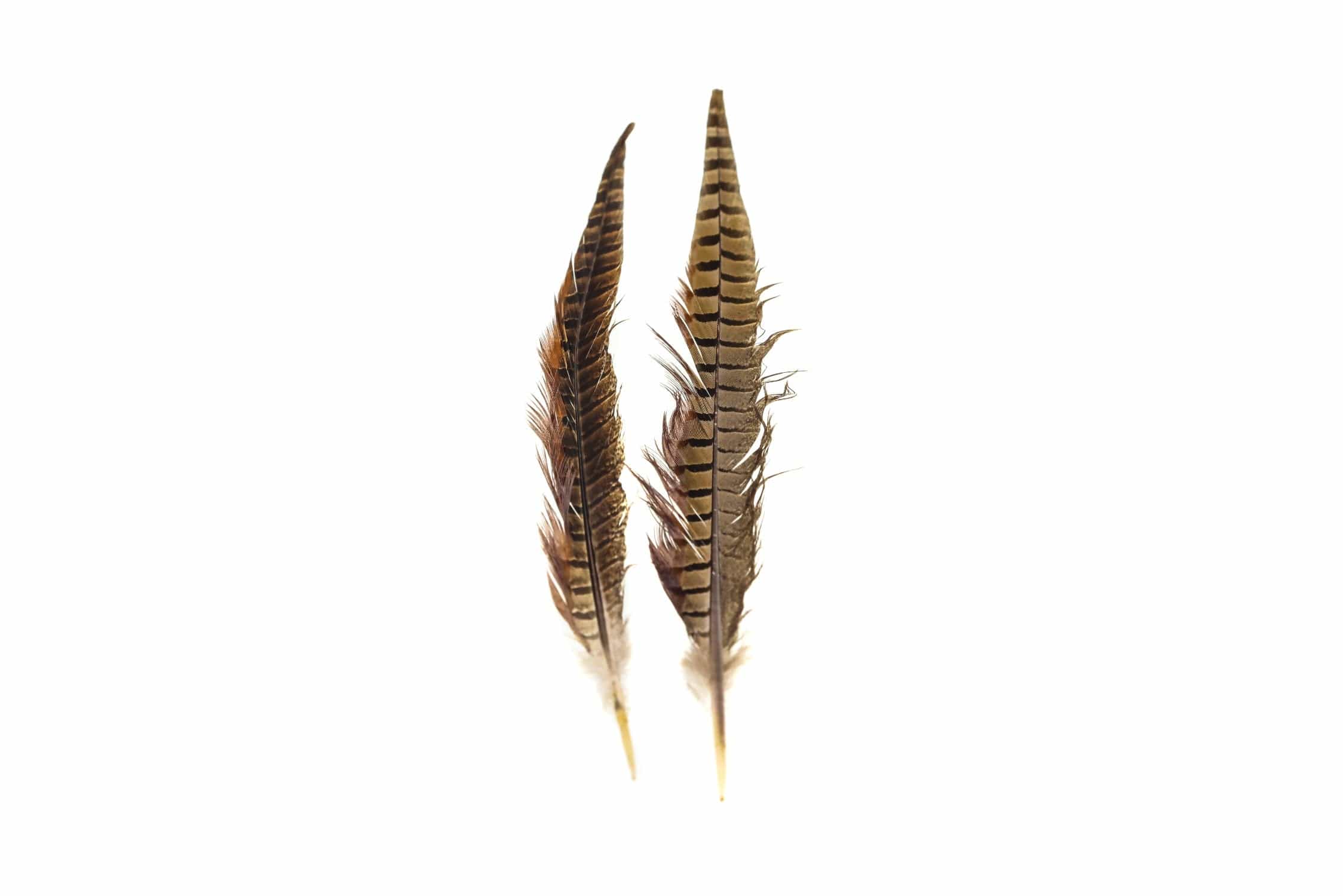 Hareline Ringneck Pheasant Tail Feathers Trident Fly Fishing