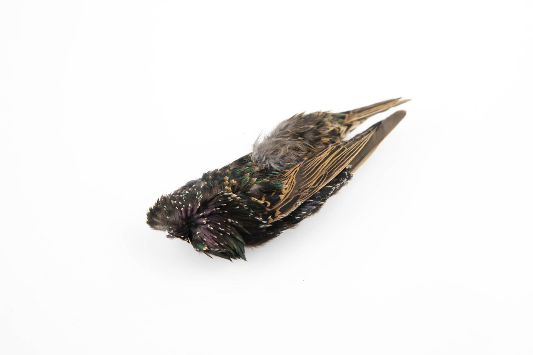 Hareline Starling Skins
