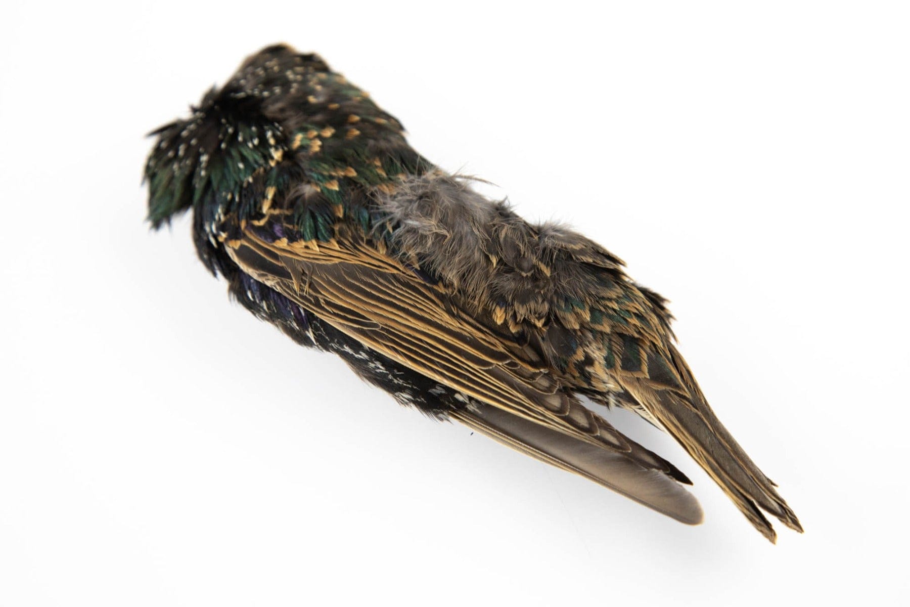Hareline Starling Skins