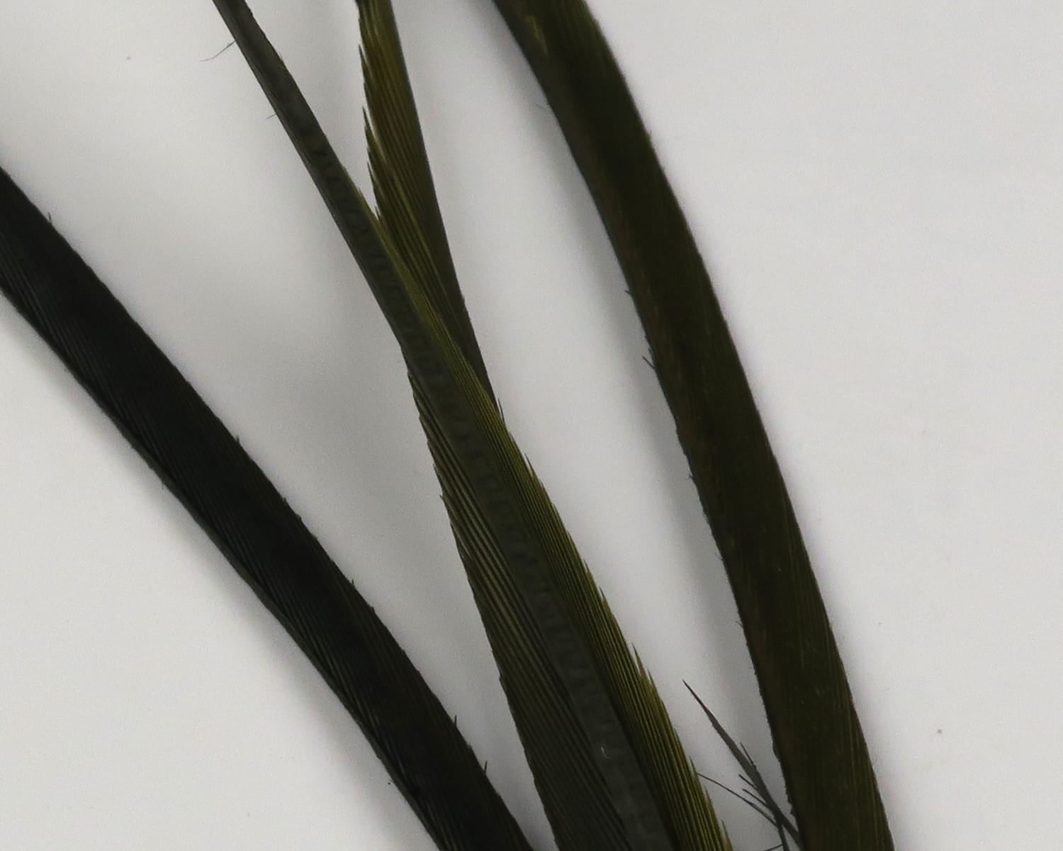 Dark olive and black stripped goose biots, narrow ribbed feather strips for fly tying