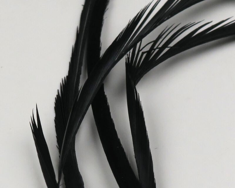 Black stripped goose biots, long narrow glossy feather quills for fly tying displayed on white background