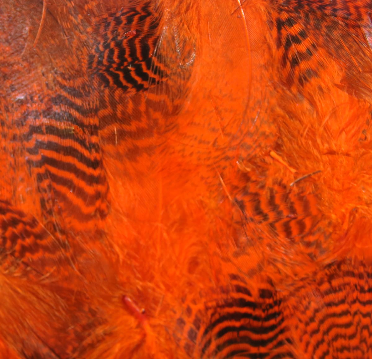 Vibrant orange-dyed teal flank feathers with black barring, soft natural feathers for fly tying