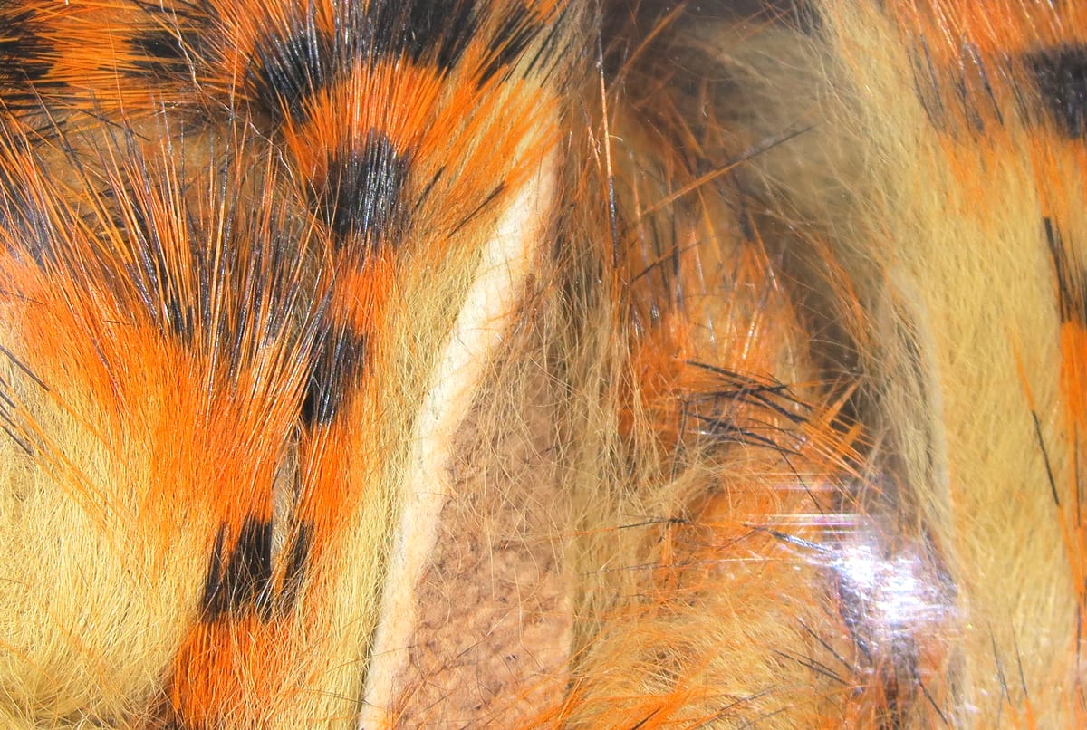 Hareline tiger-barred rabbit fur strips in orange, tan and black with long guard hairs and soft underfur for fly tying