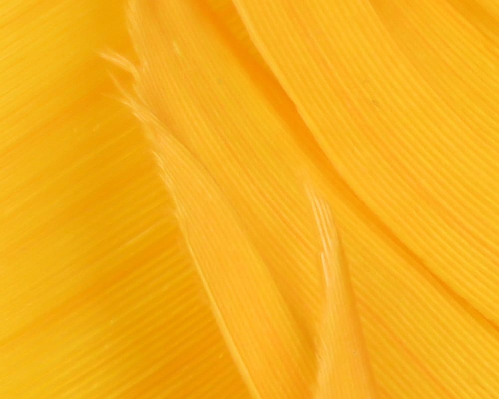 Bright yellow turkey biot quills, smooth tapered feather strips for fly tying with fine ribbed vane texture