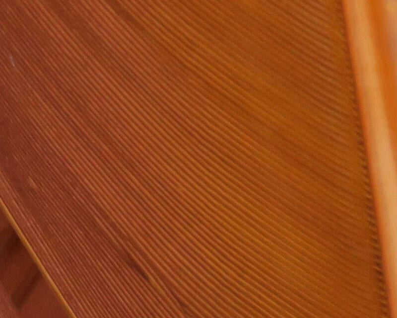 Orange-brown turkey biot quills, glossy ribbed feather strips for fly tying