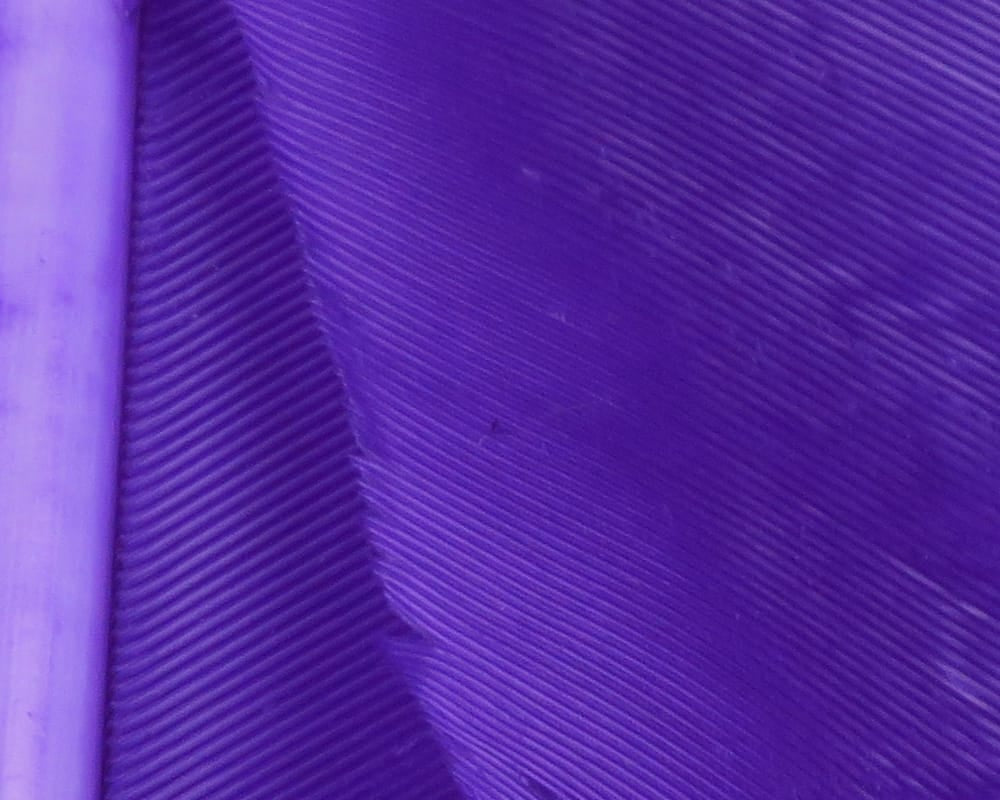 Close-up purple turkey biot feathers with fine ribbed barbs and visible quill shaft, fly tying material