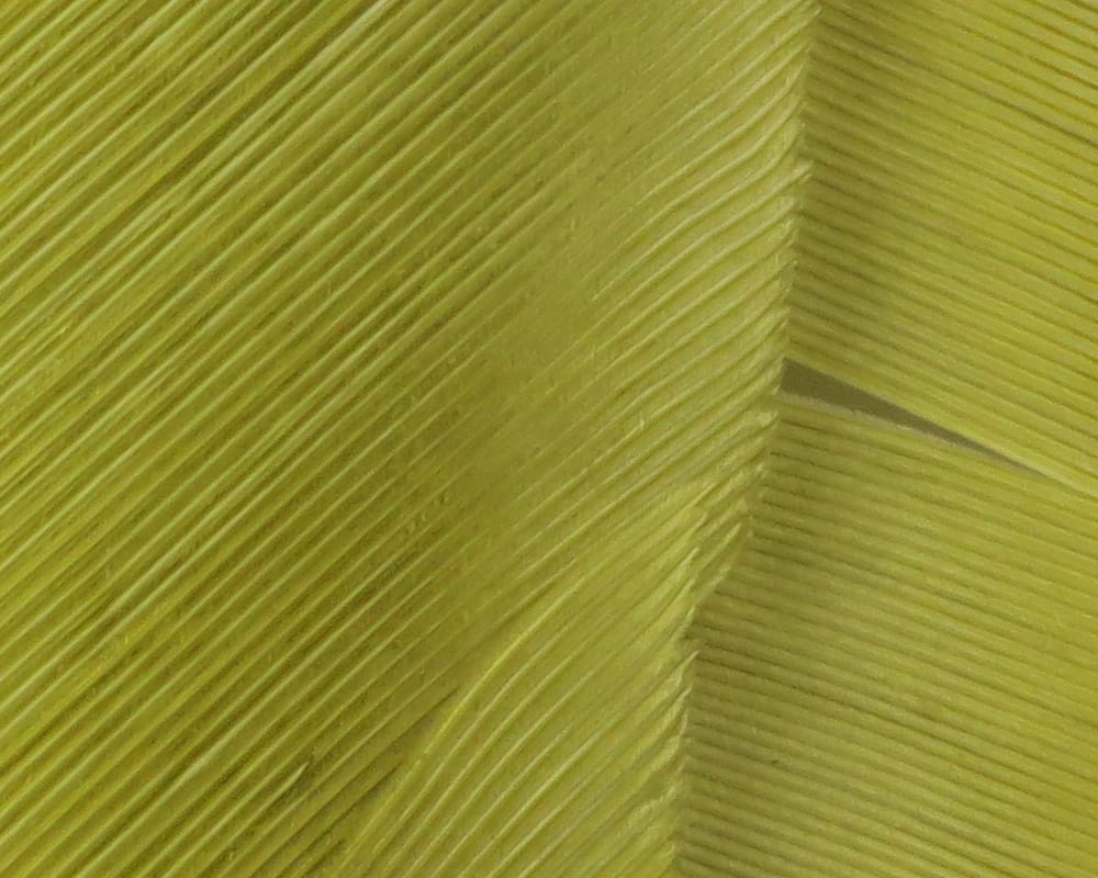 Chartreuse turkey biot quills with fine parallel barbs, glossy feather material for fly tying