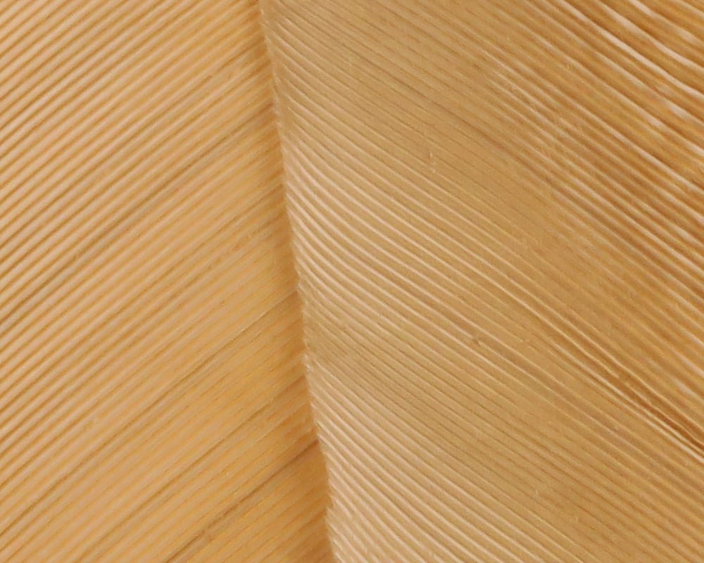 Close-up of tan turkey biot quills with fine ribbed texture and glossy beige feather fibers for fly tying