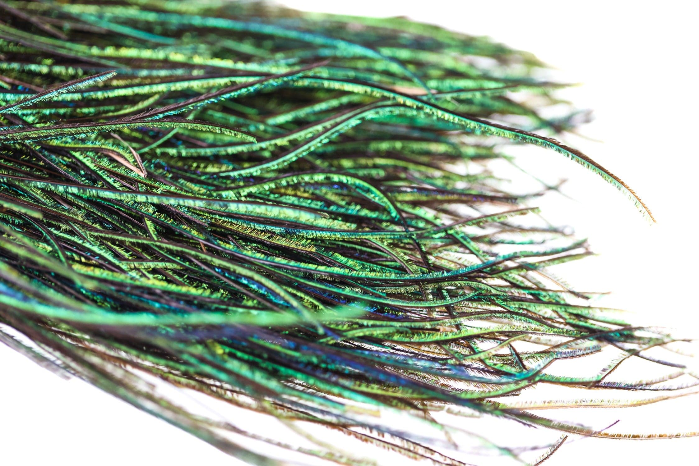 Iridescent green-blue peacock herl strands with thin brown stems, layered shiny fibers for fly tying