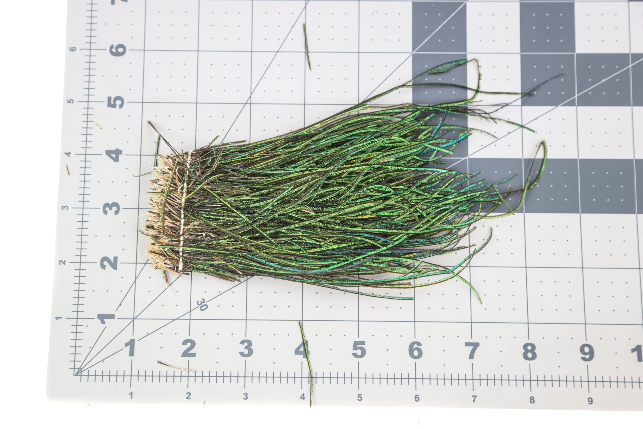 Iridescent green-blue peacock herl bundle tied at base on grid, long thin fibers for fly tying