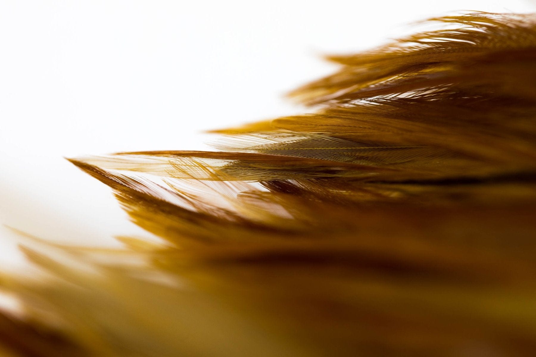 Hareline Woolly Bugger Saddle Hackle