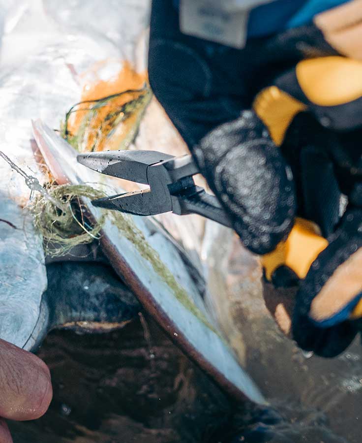 Loon Apex Needle Nose Plier