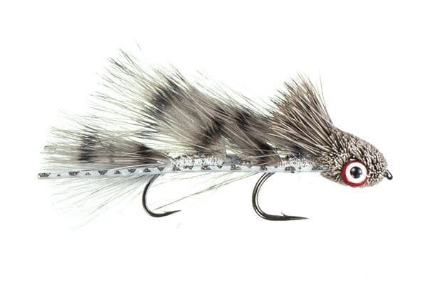 Galloup's Barred Micro Dungeon Fly