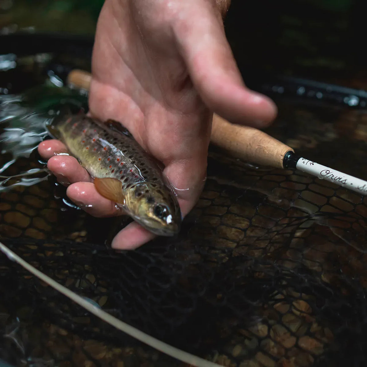 Orvis Superfine Graphite fly rod being held over stream with brown trout in net during catch and release fishing
