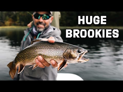 Product video from Trident Fly Fishing