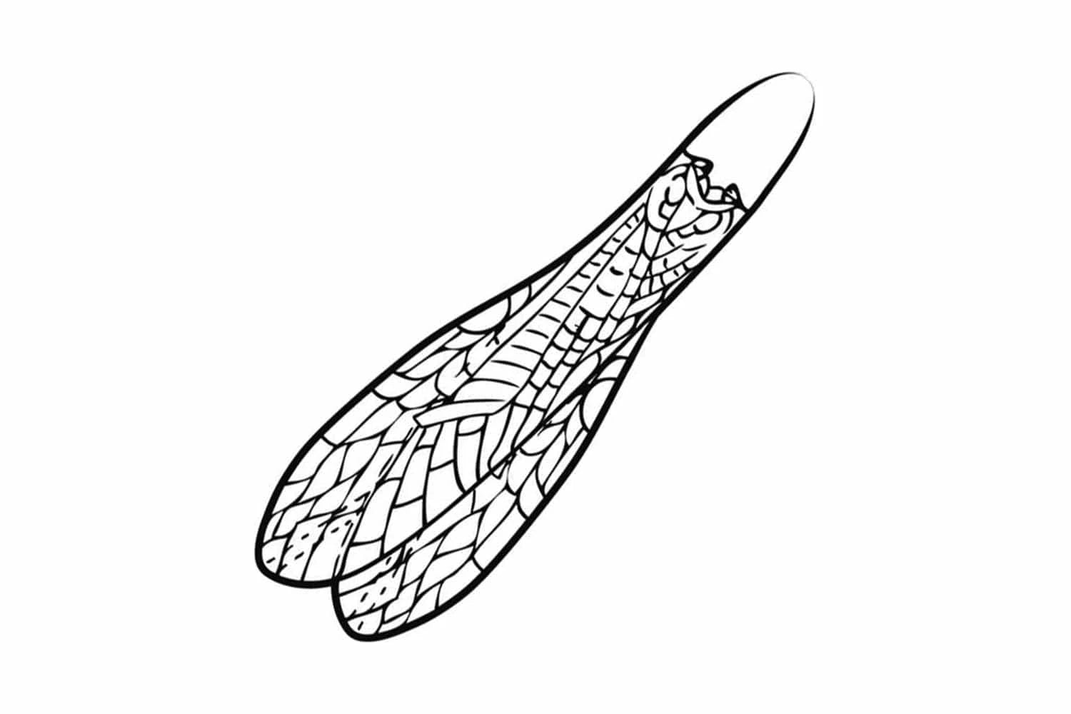 Pro Sportfisher Adult Stonefly Wings